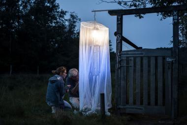 Bei der Insektennacht der NABU-Naturschutzstation Münsterland e.V. und des LWL-Museums für Naturkunde können die Nachtaktiven Insekten beobachtet werden.<br>Foto: LWL/Steinweg
