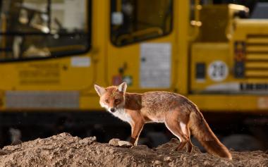 Auch in Großstädten sind nachts unzählige Füchse unterwegs.<br>Foto: Sven Meurs