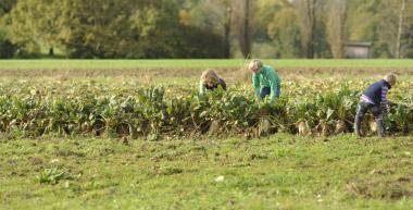 Auf den Feldern des LWL-Freilichtmuseums Detmold können Kinder bei der Rübenernte helfen. &lt;br&gt;Foto: LWL/Stuke 