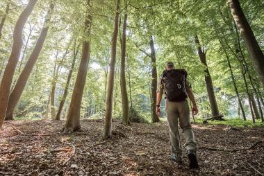 Am Mittwoch (27.10.) um 16 Uhr findet der letzte Waldspaziergang im Rahmen der Ausstellung &quot;Alleskönner Wald&quot; des LWL-Museums für Naturkunde statt.&lt;br&gt;Foto: LWL/Steinweg 