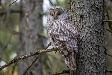 In der &quot;Uhlenflucht&quot;, der Abenddämmerung, werden unter anderem die Eulen aktiv. &lt;br&gt;Foto: Pixabay 