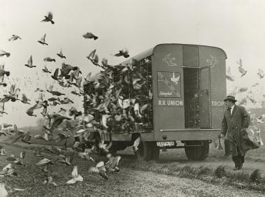Taubenauflass der Reisevereinigung Union Castrop in den 1960er Jahren.&lt;br&gt;Foto: LWL / Helmut Orwat 
