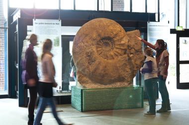 Der größte Ammonit der Welt steht im LWL-Museum für Naturkunde in Münster. &lt;br&gt;Foto: LWL/Oblonczyk 