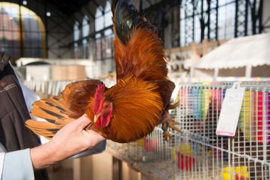 Der schönste Hahn gewinnt am Wochenende bei der Geflügelschau auf der Zeche Zollern.&lt;br&gt; Foto: LWL/ Hudemann 
