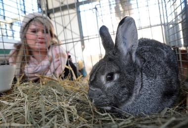 Schön anzusehen sind sie alle, doch welches Kaninchen gewinnt am Ende den begehrten Preis?&lt;br&gt;Foto: LWL/Appelhans 