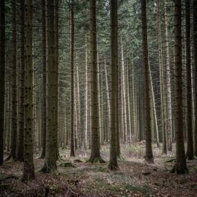 Der Vortrag zum Wald im Klimawandel im LWL-Museum für Naturkunde wurde verschoben.&lt;br&gt;Foto: LWL/Steinweg 