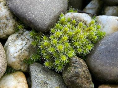 Das Graue Zackenmützenmoos Racomitrium canescens ist eine seltene Art, die an kargen Standorten wie etwa auf alten Kiesdächern vorkommt.<br>Foto: Jan Ole Kriegs