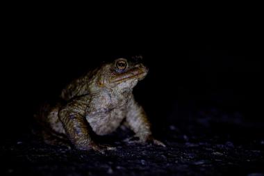 Erdkröte auf der nächtlichen Wanderung zum Laichgewässer.<br>Foto: LWL/Kriegs