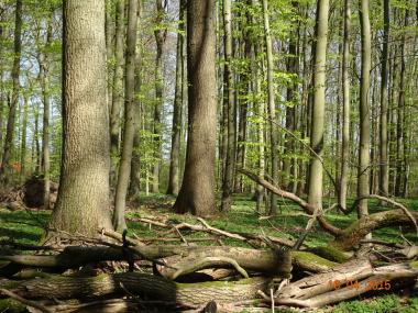 Der Wald im Klimawandel ist das Thema des Vortrags am 29. März im LWL-Musuem.<br>Foto: Lutz Fähser