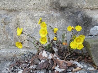 Der Huftlattich streckt seine gelben Blüten zwischen den Steinen hervor.<br>Foto: LWL/Ehses