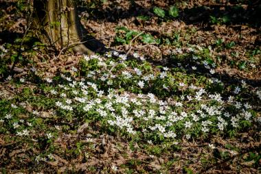 Ein typischer Frühblüher ist das Buschwindröschen.<br>Foto: LWL/Mohr
