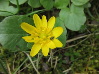 Das Scharbockskraut gehört zu den Frühlingsboten auf Zeche Nachtigall.<br>Foto: LWL/Ehses