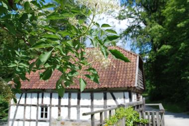 Wenn der Holunder im Freilichtmuseum austreibt, können daraus besondere Flöten gebastelt werden.<br>Foto: LWL