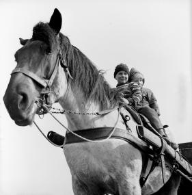 Das Foto mit zwei Kindern auf dem Rücken eines Arbeitspferdes aus den 1960er Jahren ist das Titelmotiv der Ausstellung "Boten, Helfer und Gefährten".<br>Foto: LWL/Helmut Orwat