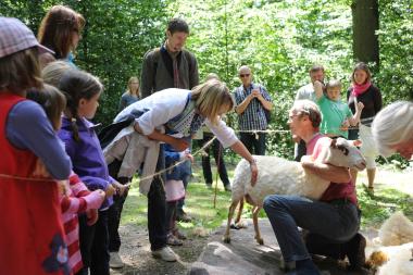 Beim Aktionstag Schafschur geht es den Schafen an die Wolle.<br>Foto: LWL/Sánchez