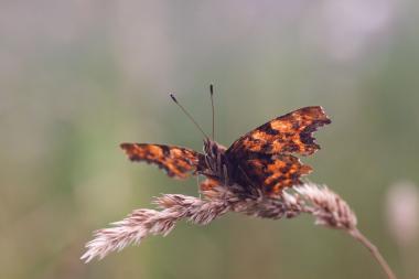 Insekten wie der C-Falter sollen möglichst von vielen Menschen beobachtet und in der App OBsIdentify erfasst werden.<br>Foto: Jan Ole Kriegs