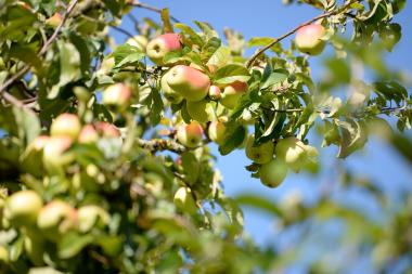 Aus saisonalem Obst entsteht eine leckere Marmelade.<br>Foto: LWL/Klein