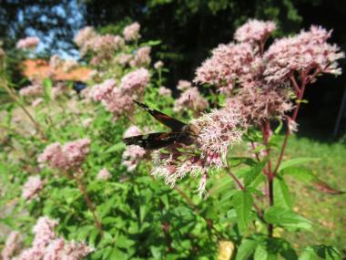 Der Admiral liebt die Blüten auf den Wiesen der Zeche Nachtigall.<br>Foto: LWL/Ehses