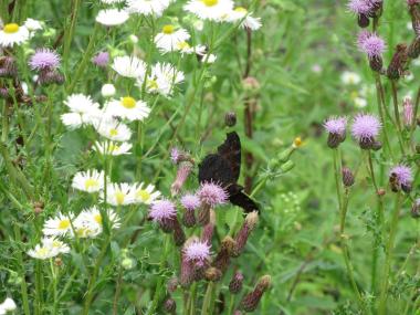 Die weißen Schirmchen der "Wilde Möhre" sind ein beliebter Futterplatz für Insekten.<br>Foto: LWL/Ehses 