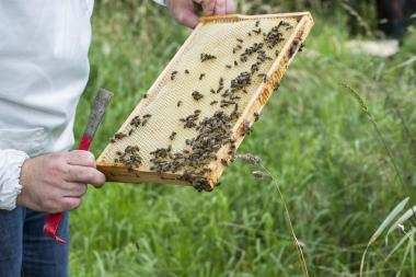 Blicke in Arbeit und Leben der "fleißigen Bienen" gibt ein Imker bei Rundgängen, die auf der Zeche Hannover starten.<br>Foto: LWL-Industriemuseum