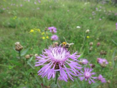 In den versteckten Ecken der Zeche Zollern haben sich Insekten und Pflanzen ihren Lebensraum zurückerobert.<br>Foto: LWL/Ehses