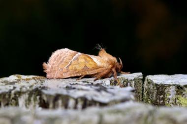 Ampher-Wurzelbohrer:<br>Foto: Merit Lenk