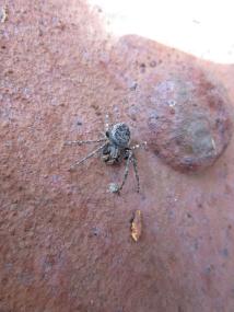 Die Gartenkreuzspinne krabbelt über rostige Relikte auf der Henrichshütte.<br>Foto: LWL / Ehses