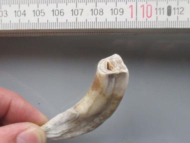 Der Schneidzahn von einem Wildpferd oder Riesenhirsch befindet sich ebenfalls in der Eiszeit-Sammlung die die Arbeitsgemeinschaft Höhle und Karst Sauerland/Hemer e.V. an ds LWL-Museum für Naturkunde abgibt.<br>Foto: Heinz-Werner Weber, AG-Höhlen und Karst, Sauerland/Hemer e.V.