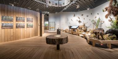 Die beim Publikum und Schulklassen beliebte Sonderausstellung "Alleskönner Wald&" wird um neun Monate verlängert.<br>Foto: LWL/Steinweg