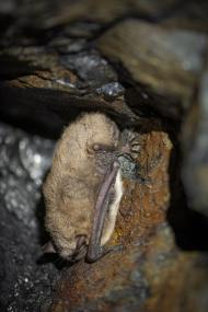 Fledermäuse gehen die Exkursionsteilnehmenden im Rahmen der Artenakademie am Aasee auf die Spur.<br>Foto: LWL/Steinweg
