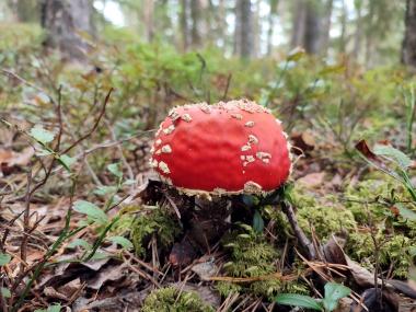 Der giftige Fliegenpilz fällt mit seinem weißgepunkteten roten Hut auf.<br>Foto: LWL/Mohr