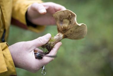 Auf Pilzexkursion können Interessierte mit den Fachleuten des LWL gehen.<br>Foto: LWL/Oblonczyk