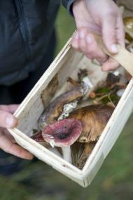 Pilze sind eine artenreiche Organismengruppe, die als Nahrungsmittel für Menschen dienen oder für die Herstellung von Arzneimittel verwendet werden.<br>Foto: LWL/Oblonczyk