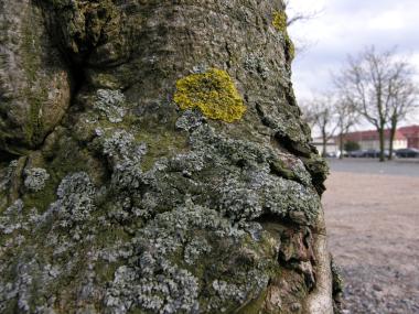 Die Flechtenexpertin Helga Bültmann geht mit Interessierten auf eine Exkursion rings um das LWL-Museum für Naturkunde, um sie in die Welt der Flechten einzuführen. Hier ist die Flechte Xanthoria parietina an einer Rosskastanie zu sehen.<br>Foto: Helga Bültmann