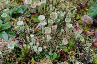 Cladonia pocillum wurde in Lengerich gefunden.<br>Foto: Helga Bültmann