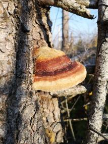 Rotrandiger Baumschwamm.<br>Foto: Dietrich Horstmann