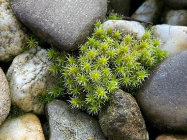 Das Graue Zackenmützenmoos Racomitrium canescens ist eine seltene Art, die an kargen Standorten wie etwa auf alten Kiesdächern vorkommt.<br>Foto: Jan Ole Kriegs