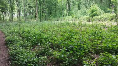 Der LWL forstet seine Wälder so auf, dass sie möglichst stabil und klimaresilient werden.&lt;br&gt;Foto: LWL/Volz 