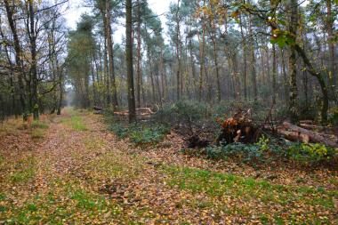 Das &quot;LWL-Klima- und Biodiversitätsgebiet Forstgut Ammeloe&quot; soll zu einem bundesweiten Vorzeigeprojekt für kommunal geführte Wälder werden.&lt;br&gt;Foto: LWL 