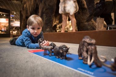 Die Tiere der Eiszeit stehen im Mittelpunkt eines Ferienangebotes des LWL-Museums für Naturkunde.&lt;br&gt;Foto: LWL/Steinweg 
