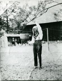 Imkerei hat in Westfalen-Lippe eine lange Tradition. Das Bild zeigt einen Imker beim Einfangen eines Bienenschwarms (um 1930) in Wettringen (Kreis Steinfurt).&lt;br&gt;Foto: LWL-Volkskundearchiv 