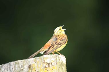 Die Auswirkungen des Klimawandels auf die Brutvögel, etwa auf die Goldammer, thematisiert die vogelkundliche Führung von Dirk Grote im LWL-Freilichtmuseum Detmold. &lt;br&gt;Foto: LWL/Jähne&lt;br /&gt; 