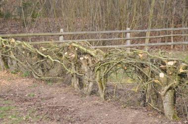 Frisch gebogene Lippborger Biegehecke im LWL-Freilichtmuseum Detmold.<br>Foto: LWL/Sternschulte 