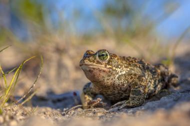 Die stark gefährdete Art der Kreuzkröte steht am Mittwoch im Vordergrund.<br>Foto: CreativeNature_nl