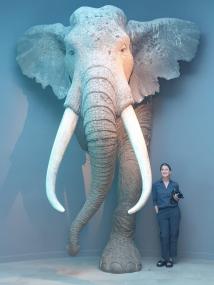 Prof. Dr. Sabine Gaudzinski-Windheuser (Größe 160 cm) neben der lebensgroßen Rekonstruktion eines erwachsenen männlichen Waldelefanten, im Landesmuseum für Vorgeschichte, Halle.<br>Foto: Dr. Lutz Kindler MONREPOS/Leiza