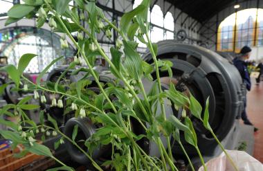 Passend zum Frühling lockt auf der Zeche Zollern der Gartenkungelmarkt.<br>Foto: LWL/ Appelhans