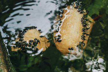 Das Wort "Pielepogge" bezeichnet kleine Kaulquappen, die gerade zu dieser Zeit wieder vielfach in den Gewässern zu finden sind.<br>Foto: pexels