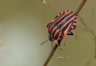 Streifenwanze Graphosoma italicum<br>Foto: Leon Berghaus https://observation.org/photos/51430063/