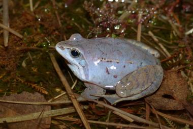 Bei den Moorfröschen ändern die Männchen zur Laichzeit im März und April ihr Erscheinungsbild. Sie nehmen mit zunehmender Balzaktivität eine intensive Blaufärbung an.<br>Foto: Andreas Kronshage