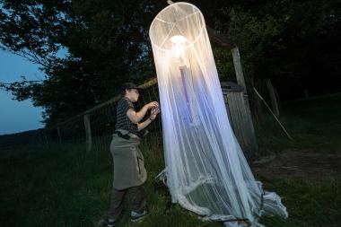 Interessierte können bei der öffentlichen Leuchtaktion mit Fachleuten des LWL und der ANTL gemeinsam die nachtaktiven Insekten erkunden.<br>Foto: LWL/Steinweg